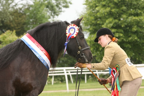 Hemley Hill - Native Fell Ponies