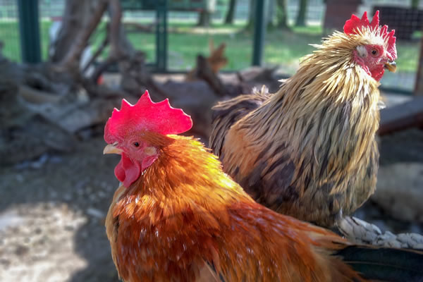 Poultry
