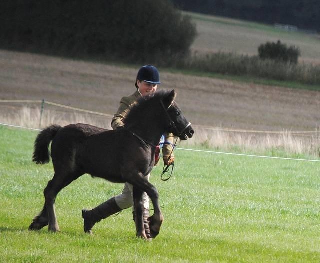 Hemleyhill Genesis winning the foal class at the Fell Southern Show