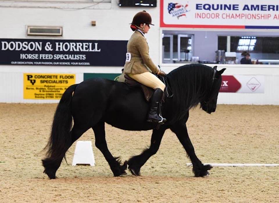 Knockamille Jasmine competing at Rare Breed of the Year Horse Show 2019 Show where she won Reserve Champion in the Traditional Ridden class Jasmine 2