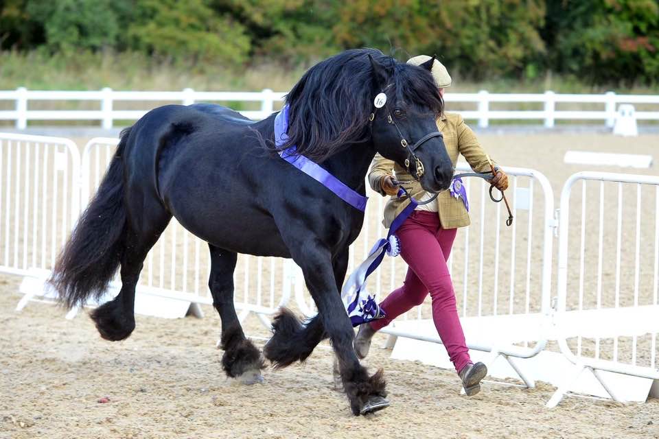 Guards Jester and Christina Brooks qualifying for the Olympia Horse Show