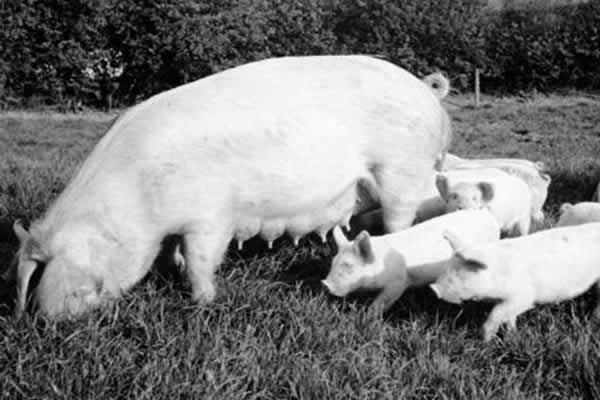 Hemley Hill - British Lop Pigs
