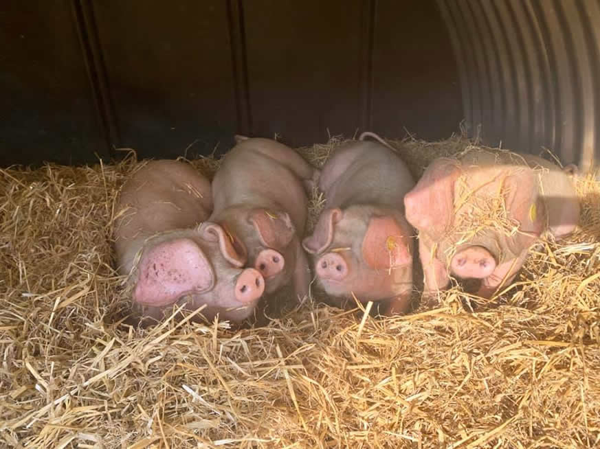 Hemley Hill British Lop Pigs for sale