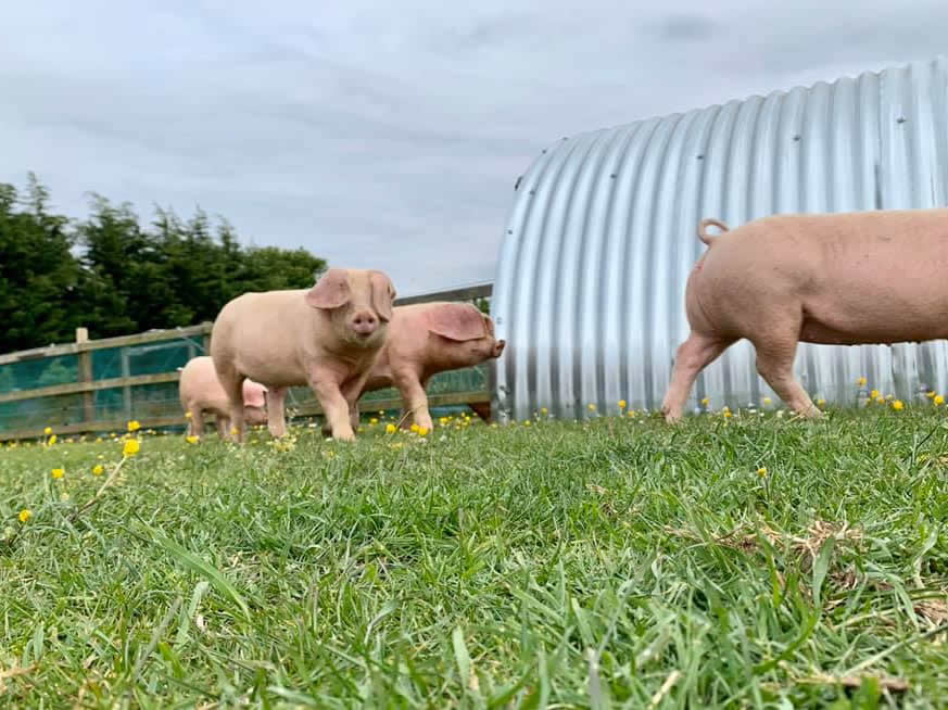 hemleyhill_british_lop_pigs_for_sale
