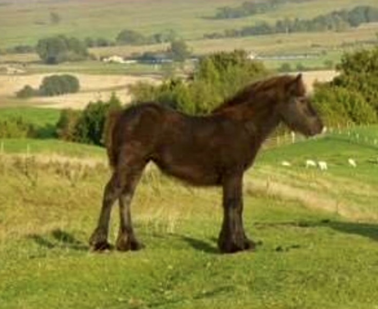 Bracklin Myrtle