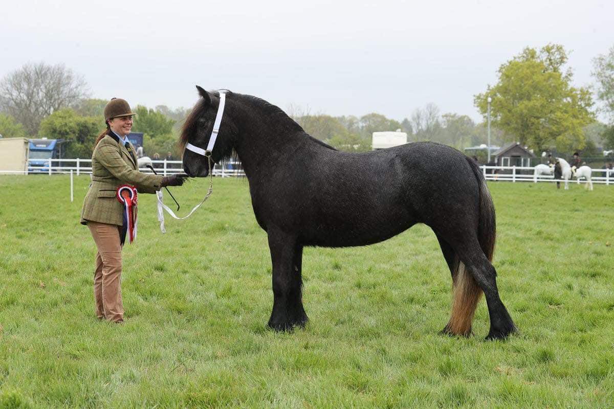 Bracklinn Myrtle 2024 Home Produced Champion NPS Spring Festival