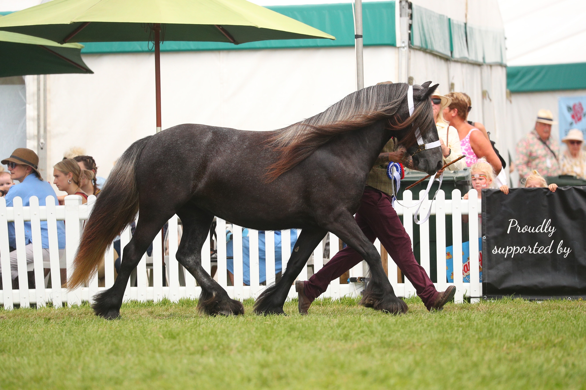 Bracklinn Myrtle 1st and Reserve Champion FDH New Forest Show 2024
