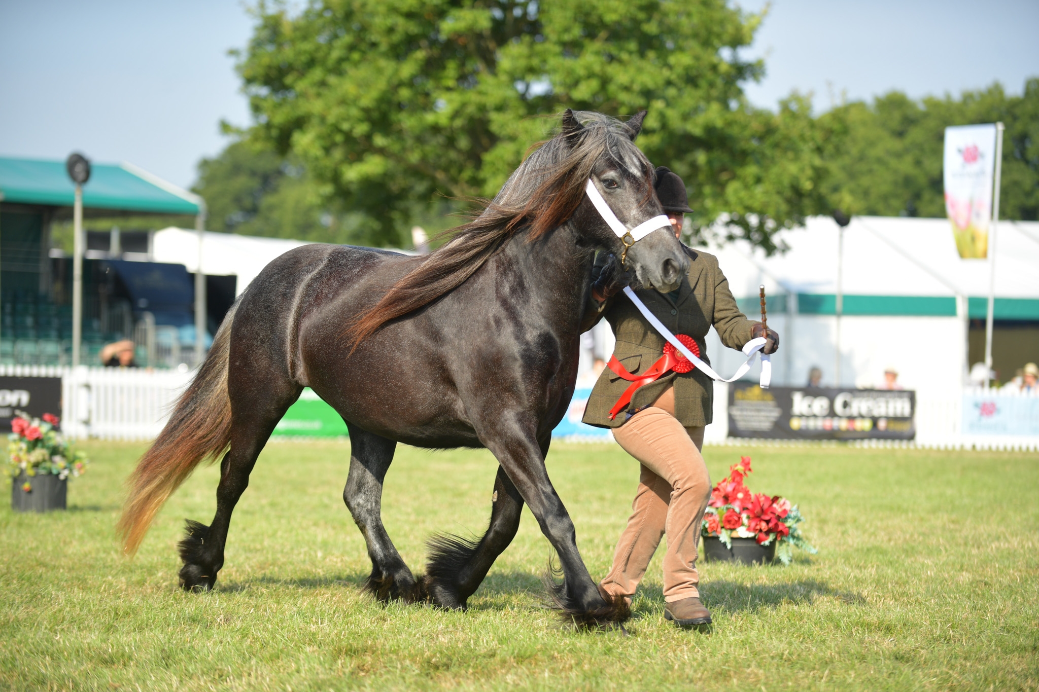 Bracklinn Myrtle New Forest Show 2024 1st FDH Youngstock