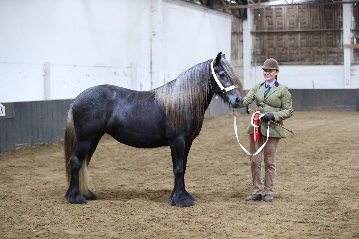 Bracklinn Myrtle Champions Prelim Round NPS Great British In Hand 2024 Winner Bracklinn-Myrtle-Champions-Prelim-Round-NPS-Great-British-In-Hand-2024-Winner