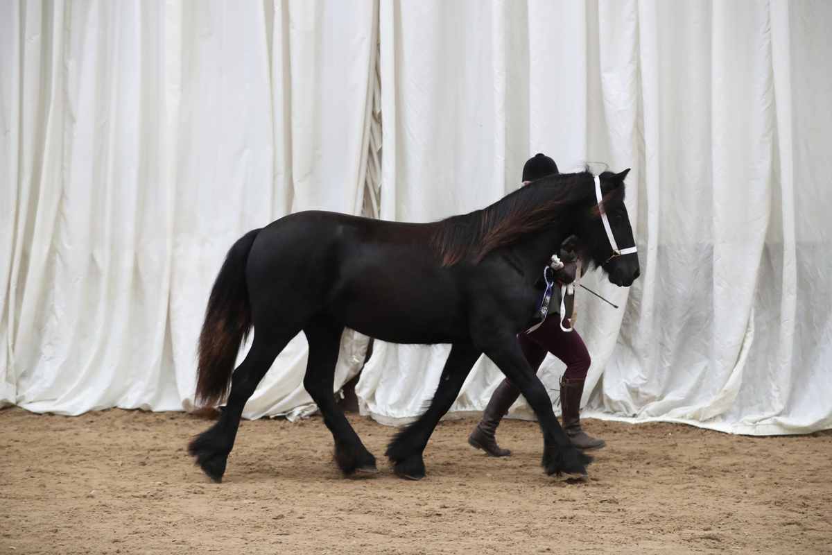 Hemleyhill Elizabeth 2024 NPS Great British In Hand winner Fell Youngstock