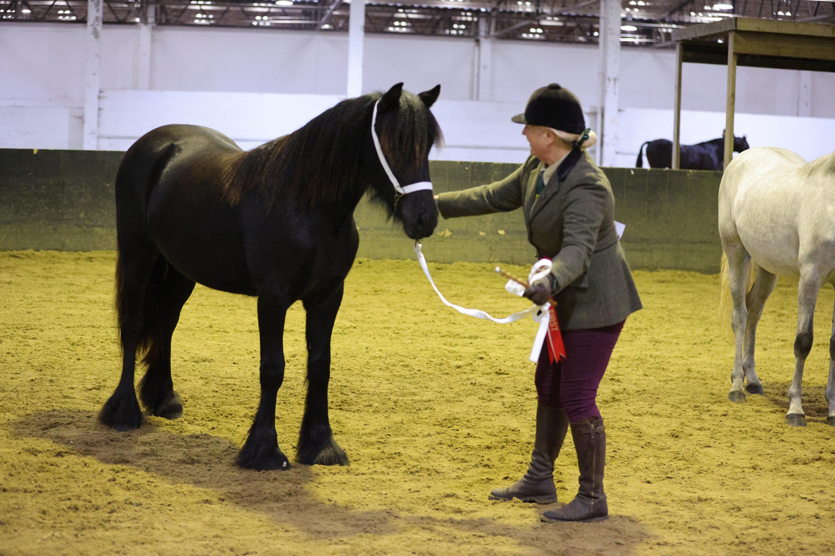 Hemleyhill elizabeth 2024 NPS Great British In Hand Winner Owner bred