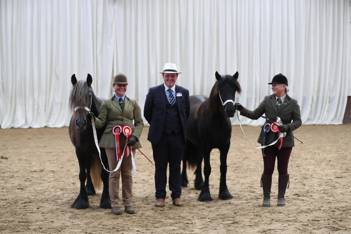 NPS Great British In Hand Show 2024 Champion Bracklinn Myrtle and Reserve Champion Hemleyhill elizabeth