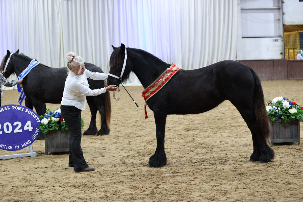 NPS Great British In Hand Show 2024 Hemleyhill Elizabeth Supreme Champion Fell Pony