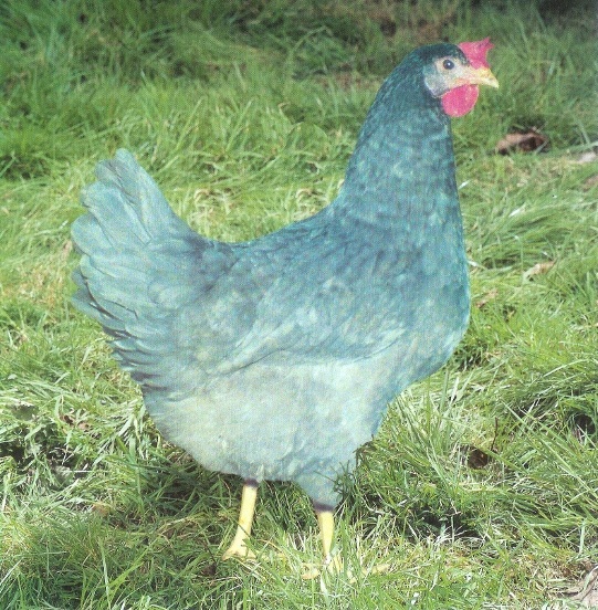 Bluebell