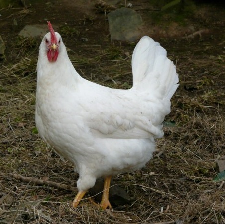 White Leghorn
