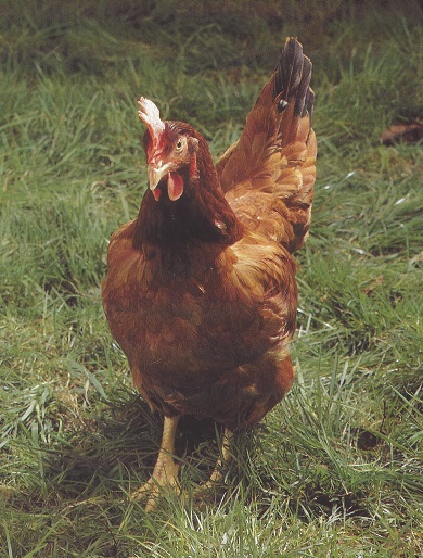 Columbian Black Tail